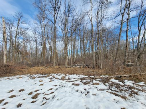 Looking right from Black Bear Dr into woods on the right side of the property