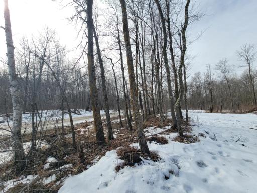Tree line from Black Bear Drive to open area on property