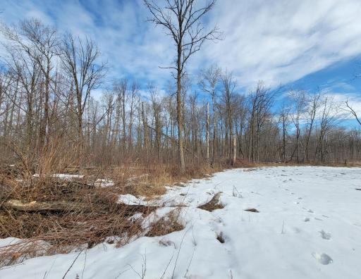 Open area and trees of XXXX Black Bear Drive SW