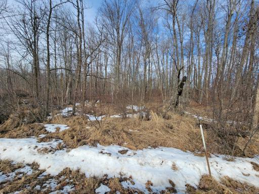 Looking into trees from Black Bear Drive SW