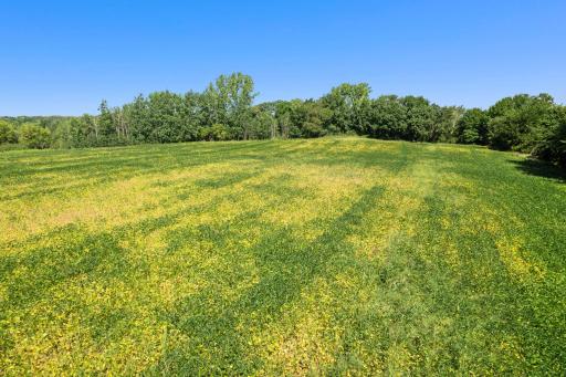 Gently rolling acreage and mature trees create a scenic backdrop