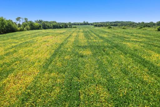 Expansive, open land creates a picturesque setting with plenty of possibilities for future use