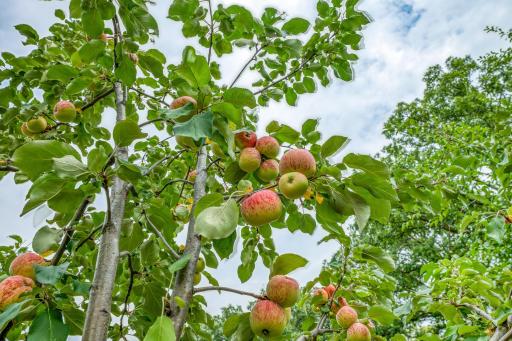 Mature apple trees