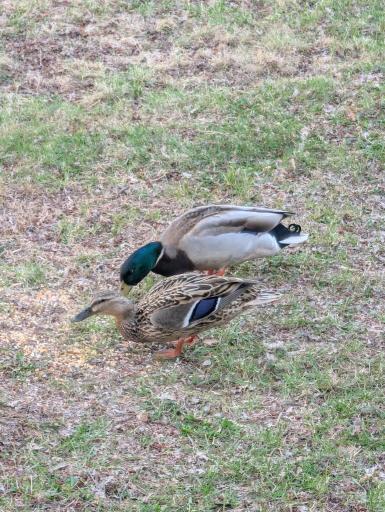 Wildlife