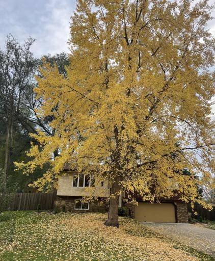 Maple Tree During Fall