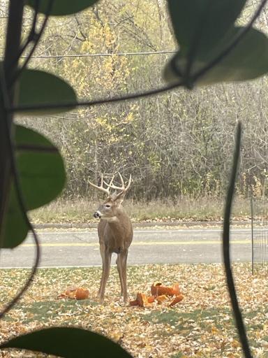 Wildlife Comes to Yard