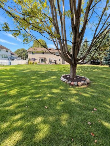 Back yard