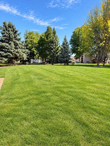 Back yard