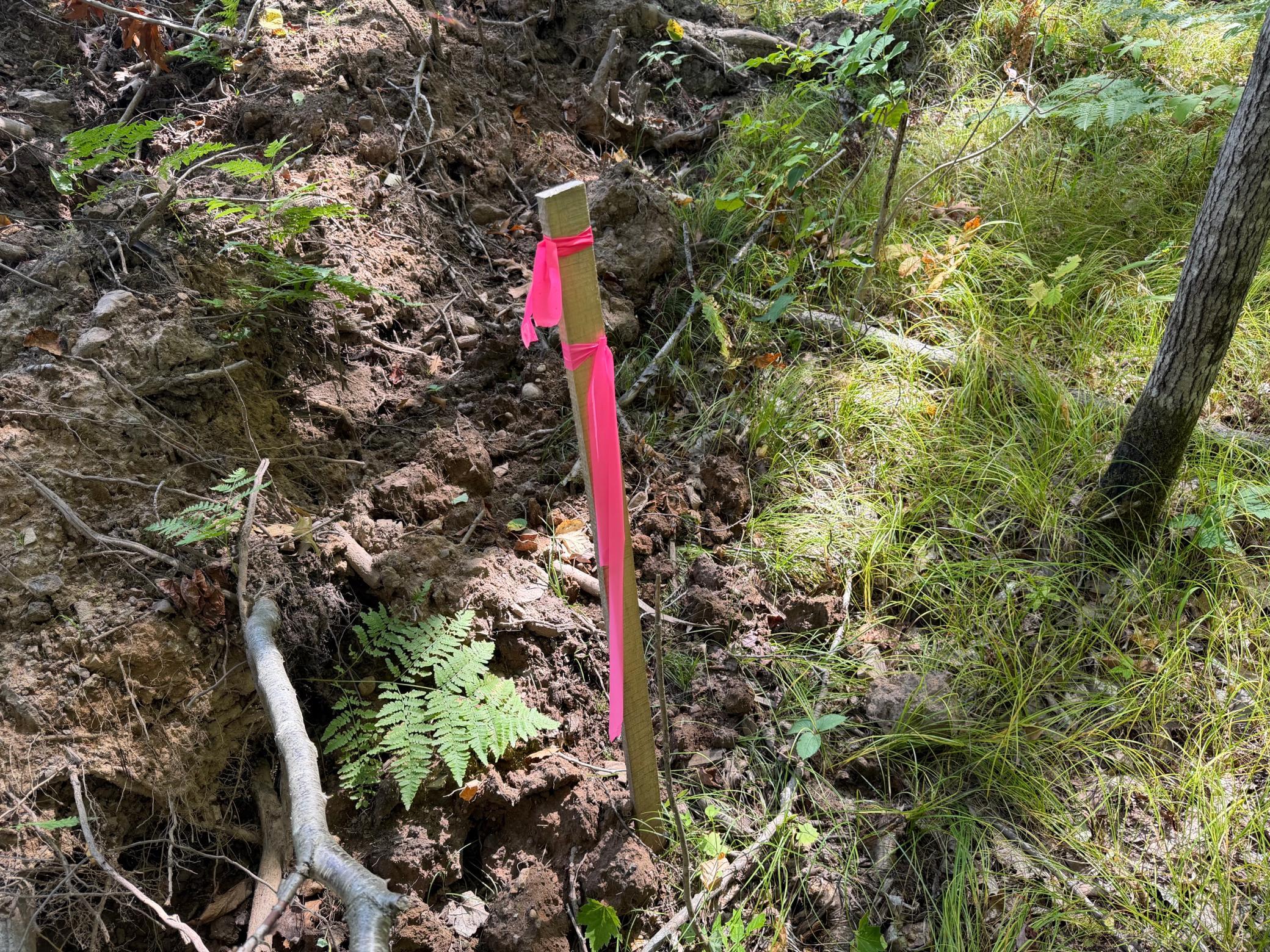 Survey Stakes in place