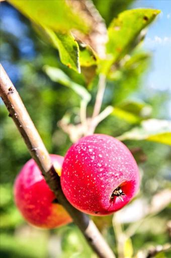 An Apple Tree Brings a Sweet Touch to the Backyard Story