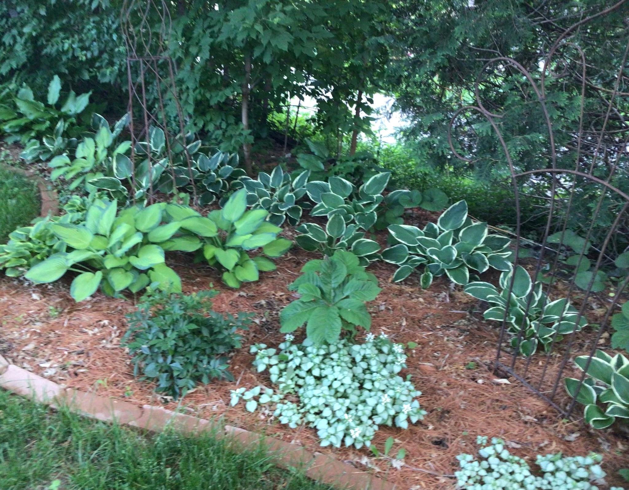 Hostas