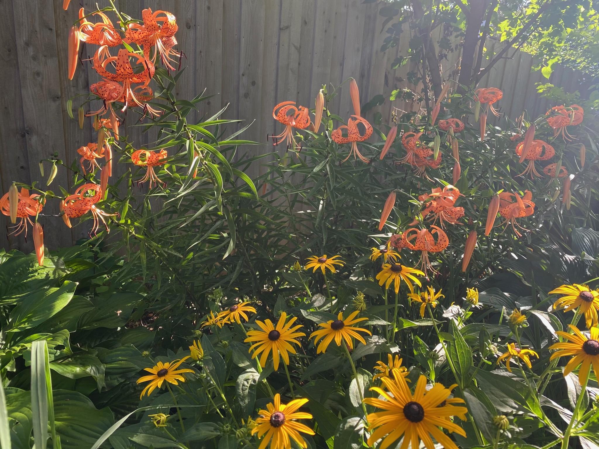 Native plants