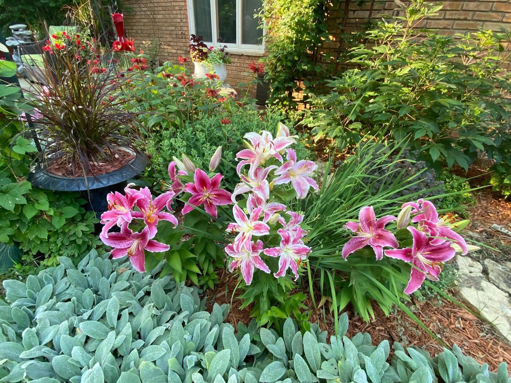 Lillies