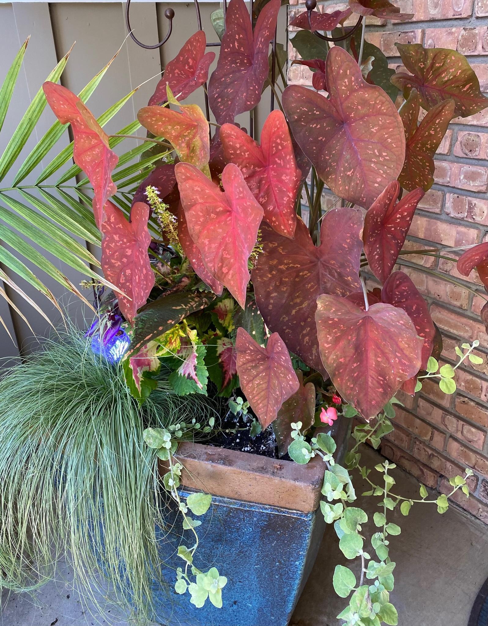 Colorful foliage everywhere