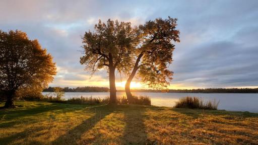 Tree_Sunrise_wide.jpg