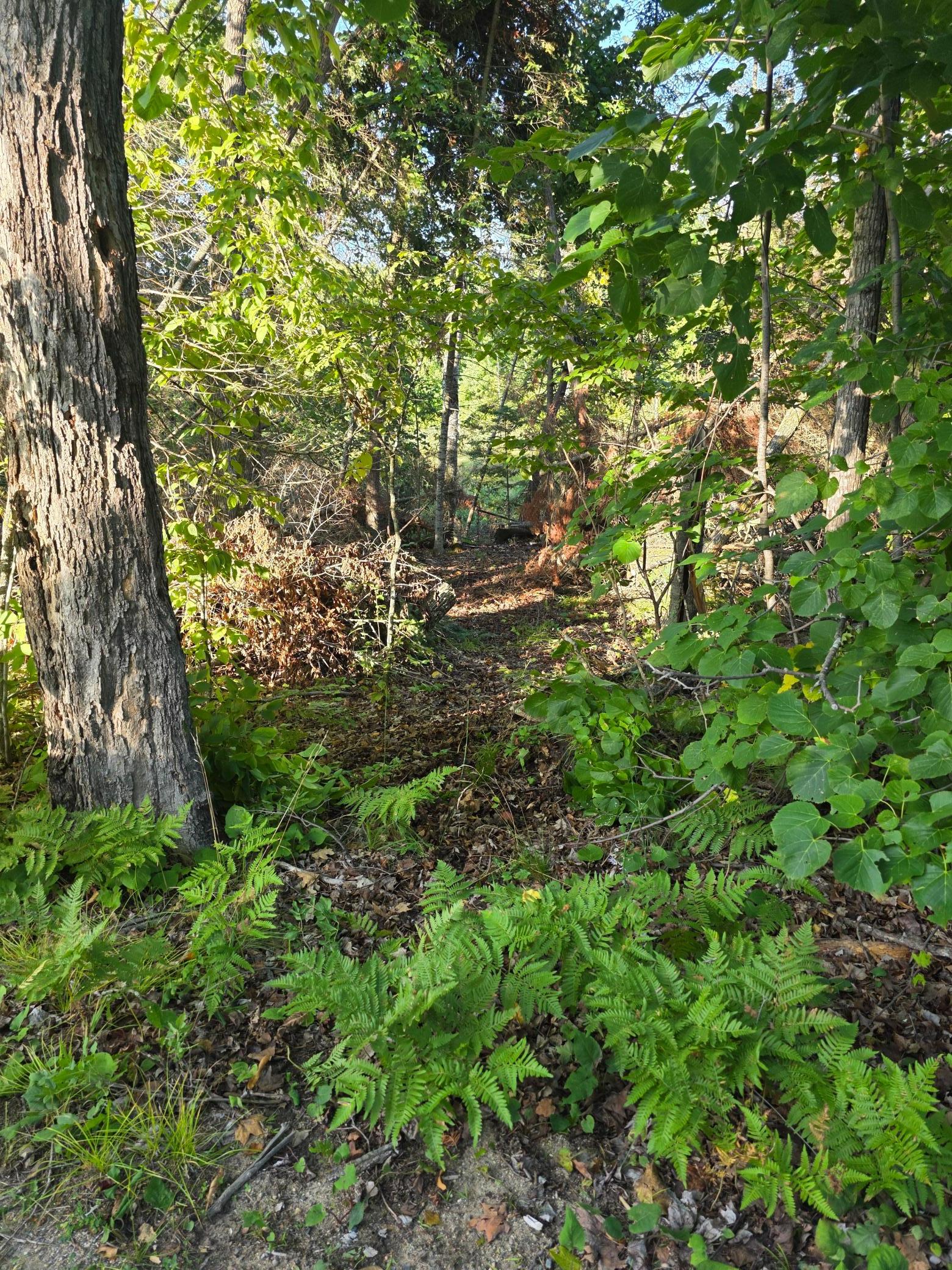 Trail to Chippewa.jpg