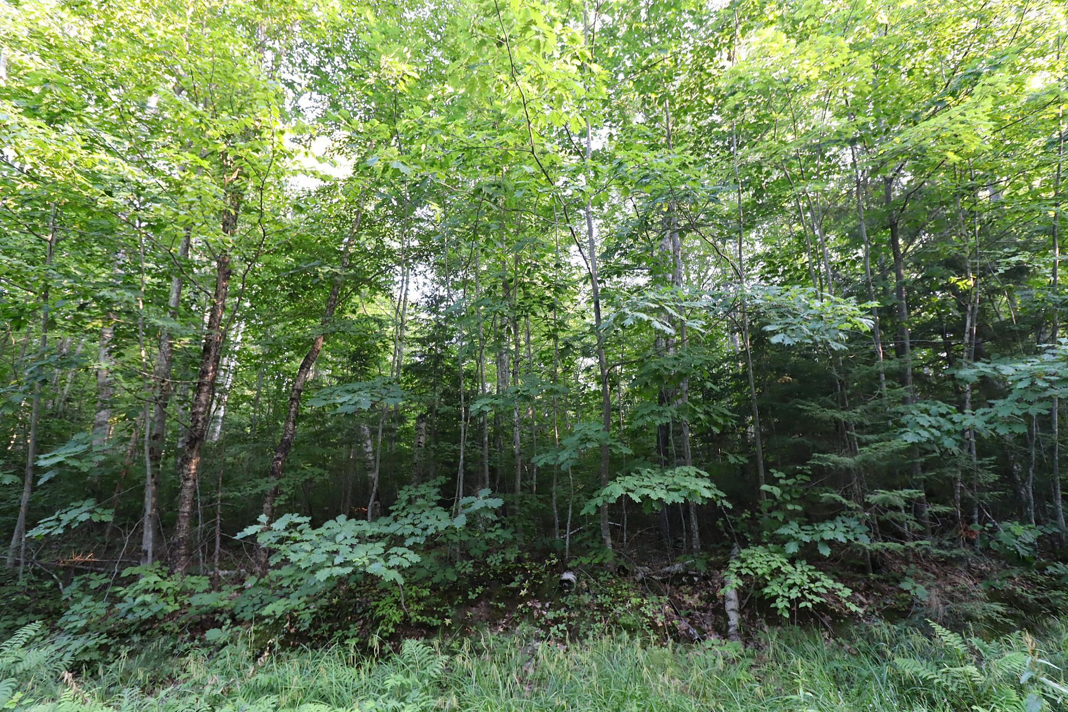 IMG_9887.JPG