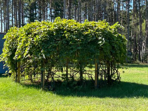 Grape Vineyard