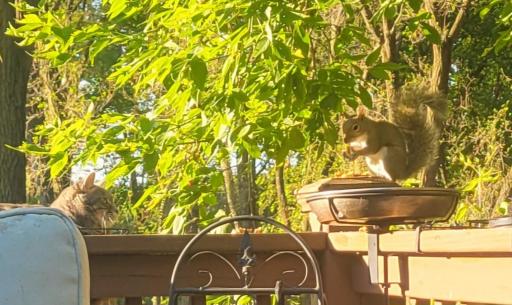 Homeowner Photo - Squirrel