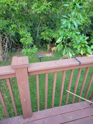 Homeowner Photo - Deer in backyard