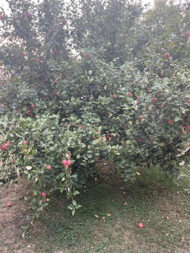 Backyard.AppleTree.jpg