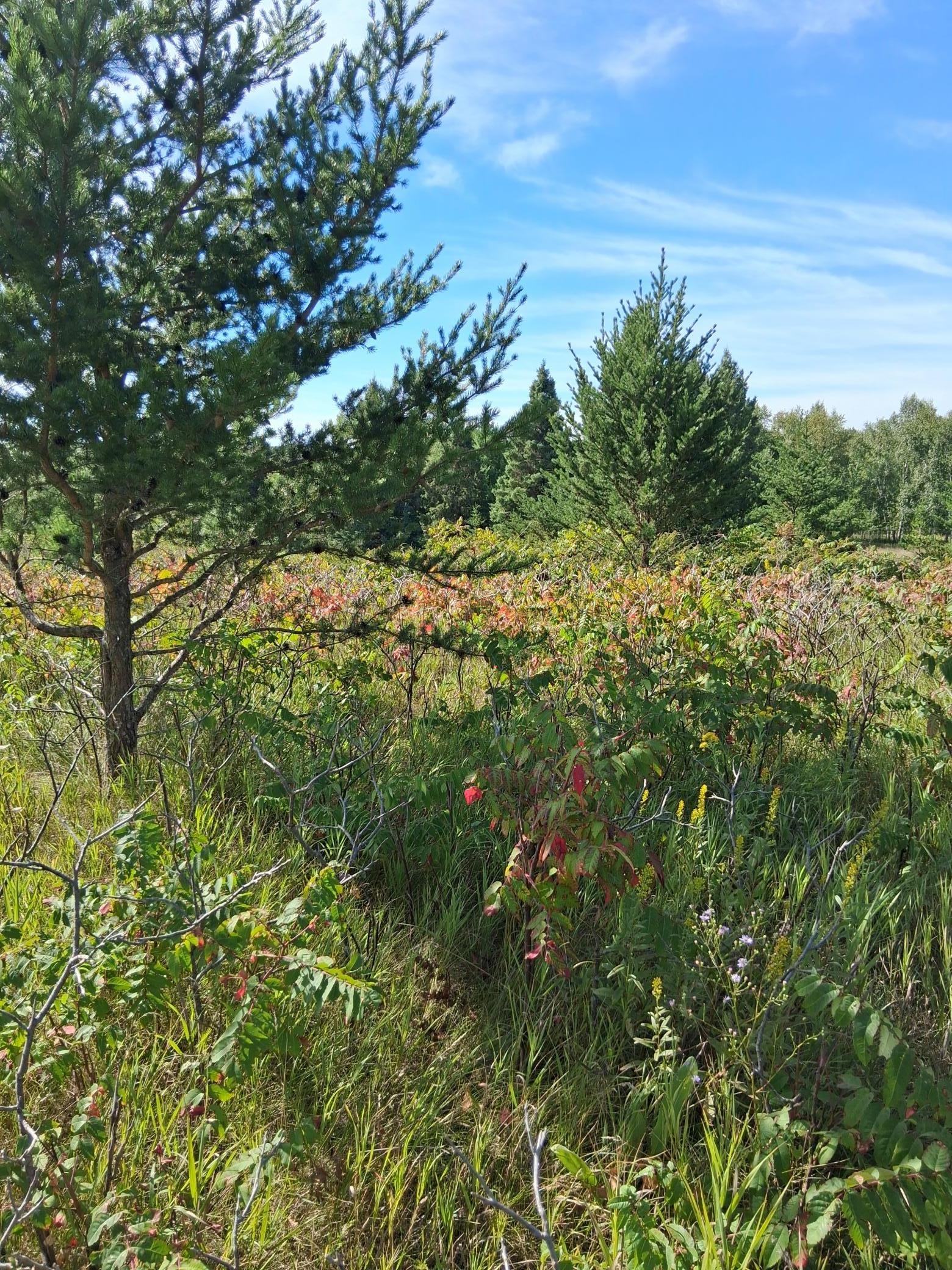 Property photo for TBD Overland Drive, Browerville, MN 56438