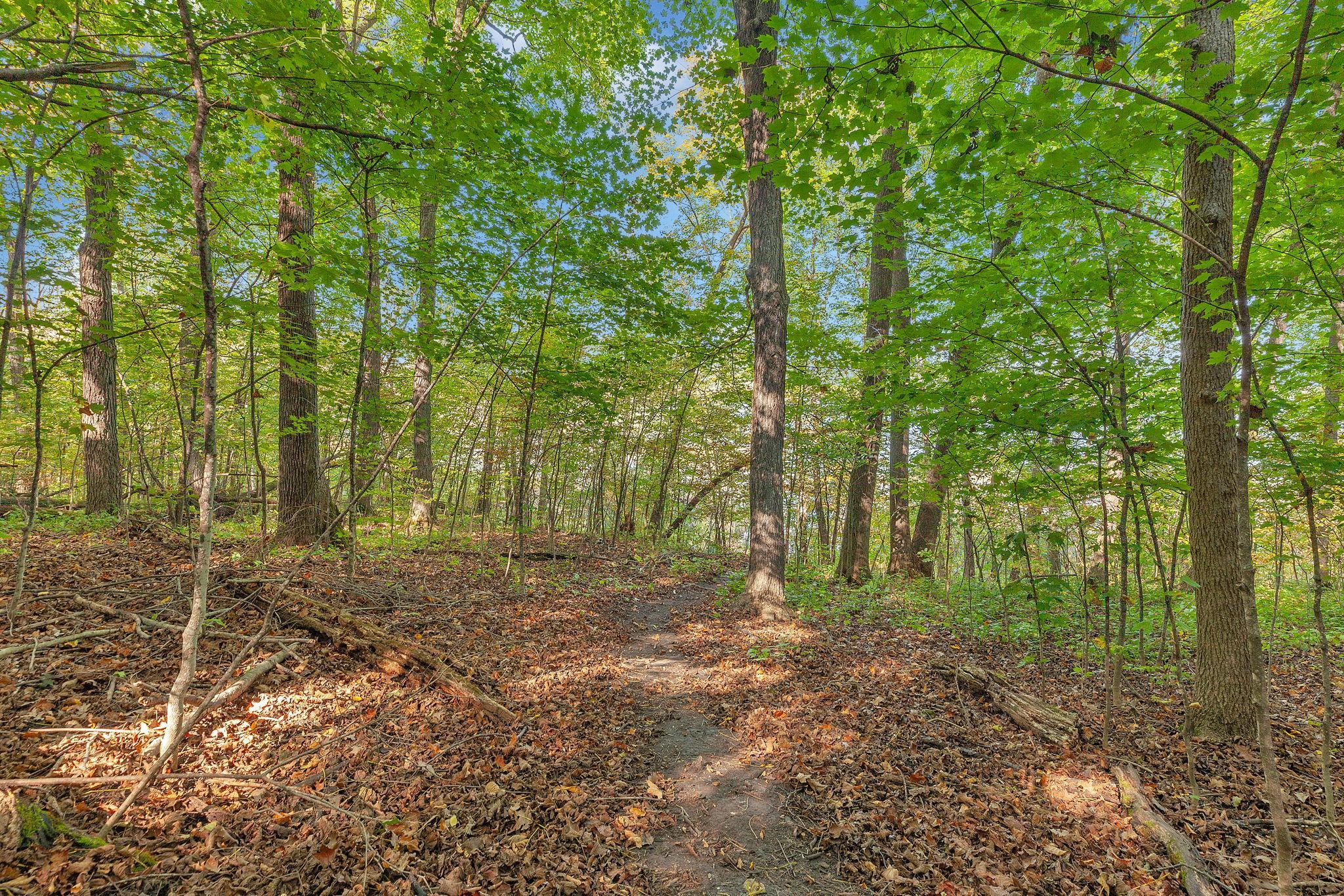 Mature Trees - Maples, Oaks and Pines