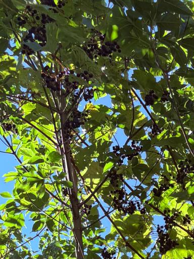 Grapes