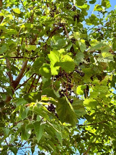 Grapes