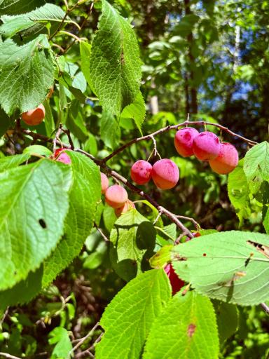 Mature plum trees
