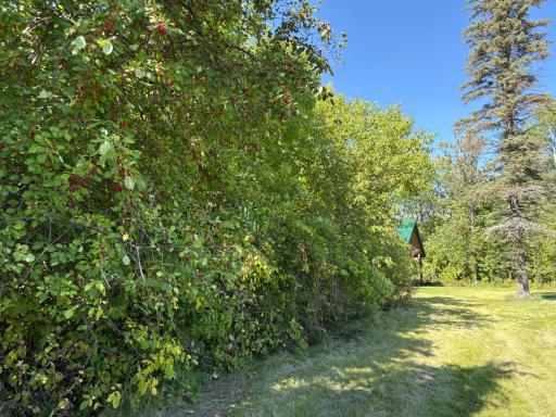Flowering crabs and grapevines