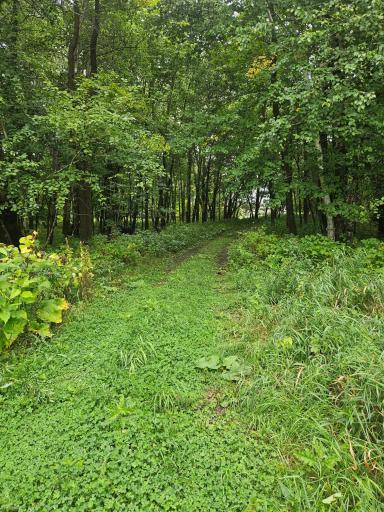 Back lot trail