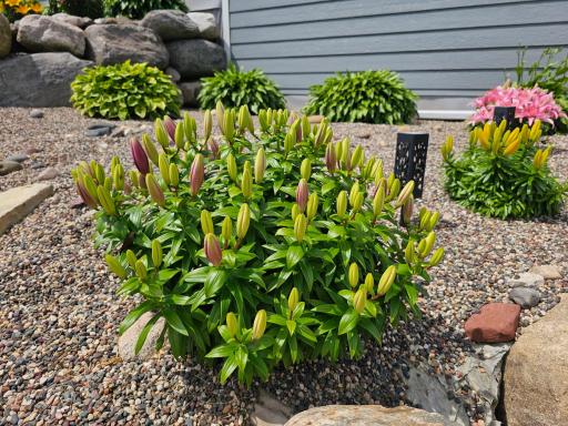 Landscaping accented with vibrant perennials & hostas! (Seller Photo)
