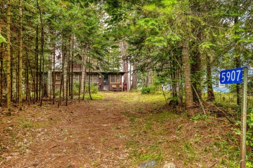 Hidden in the pines