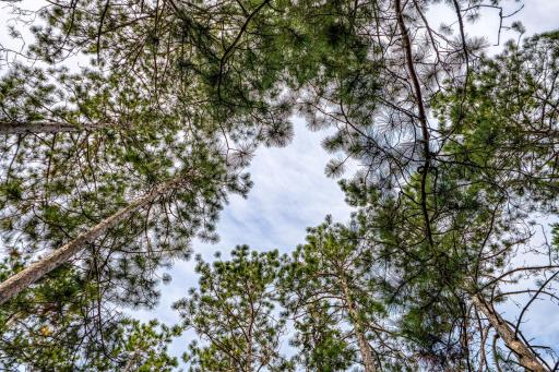 Towering pines