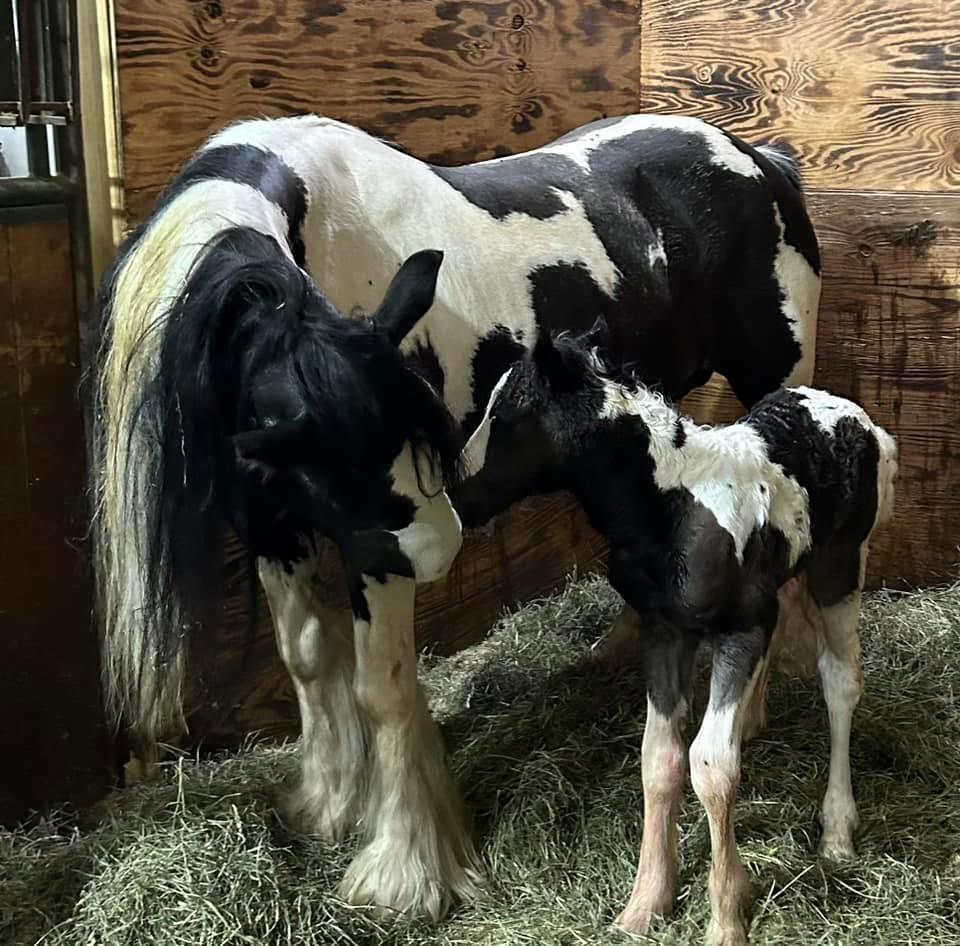 foaling stall