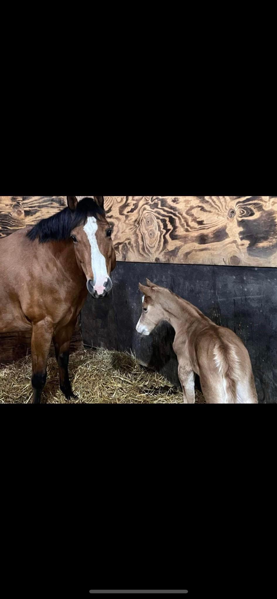 foaling stall