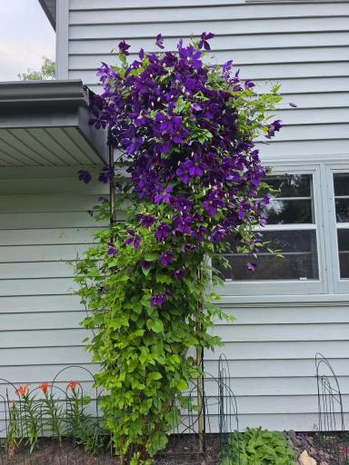 Photo 59