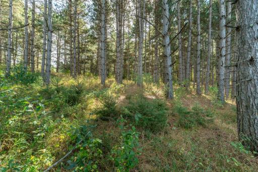 TBD Rocky Ridge Road, Henning, MN 56551