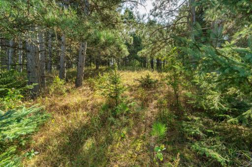 TBD Rocky Ridge Road, Henning, MN 56551