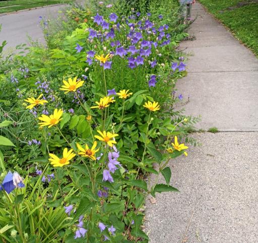 Blvd flowers.jpg