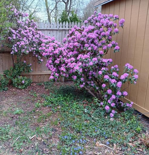 Backyard flowers.jpg