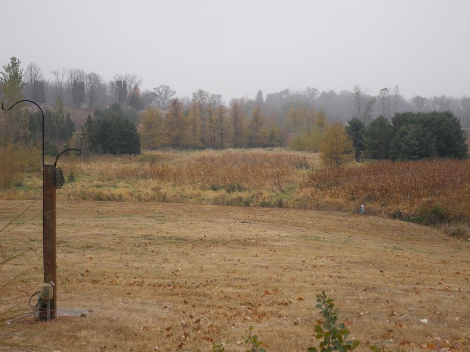 View south from the home in fall.