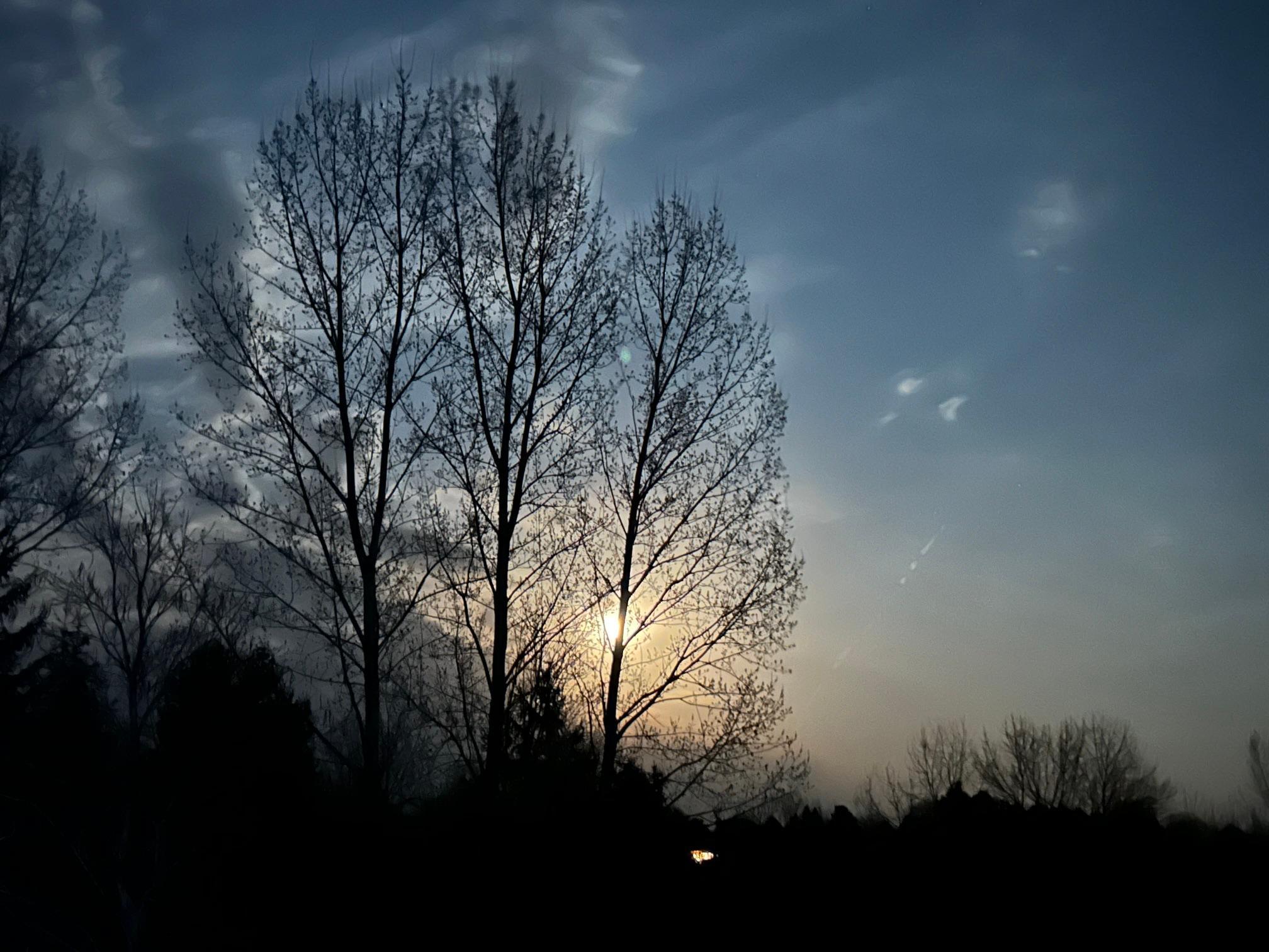 Full moon rising through the trees