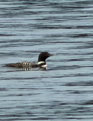 Loons nest on Little Green and Green Lakes