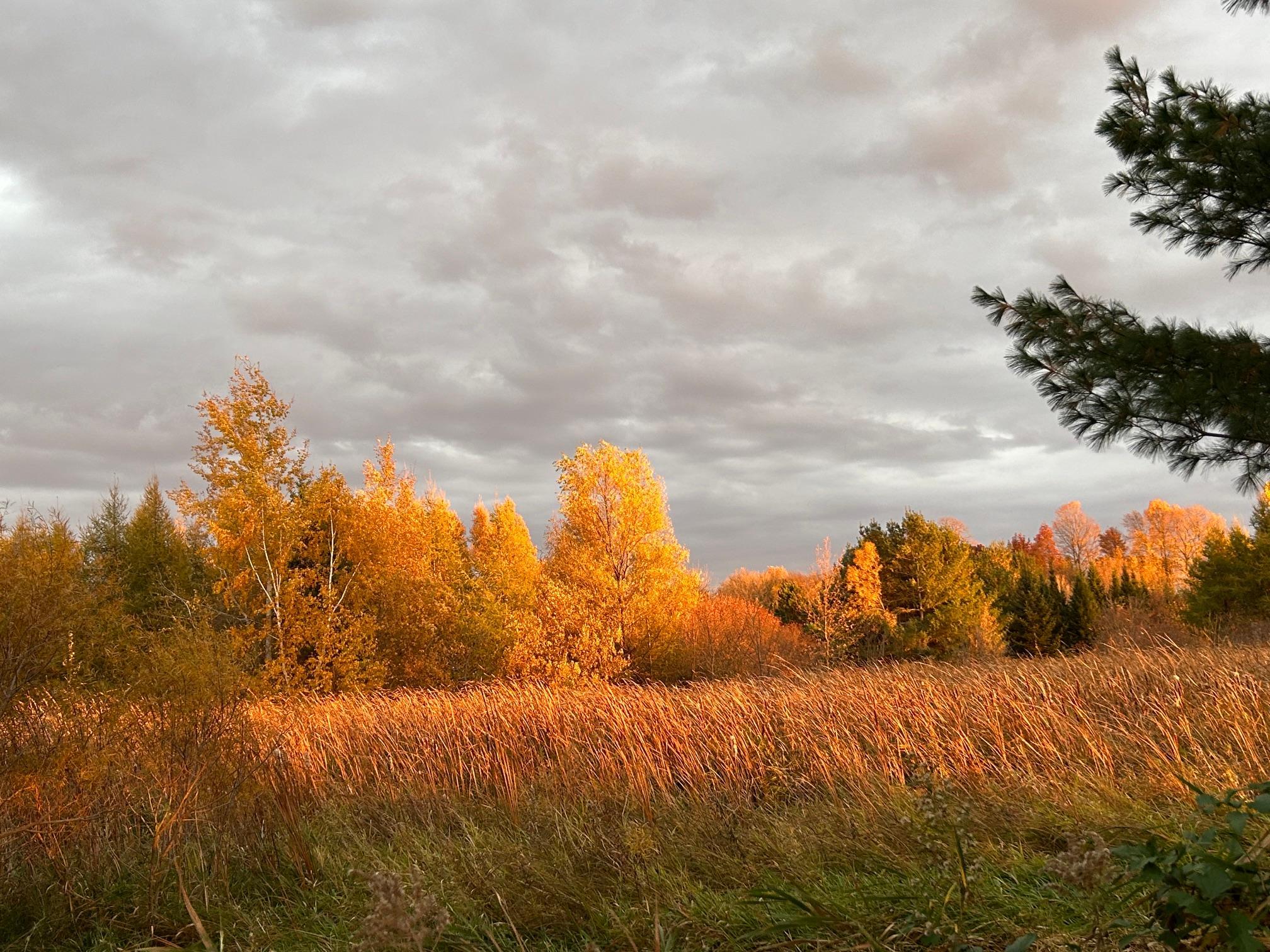 Golden fall Tamarack trees