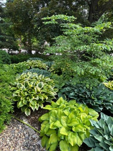 Beautiful mature hostas