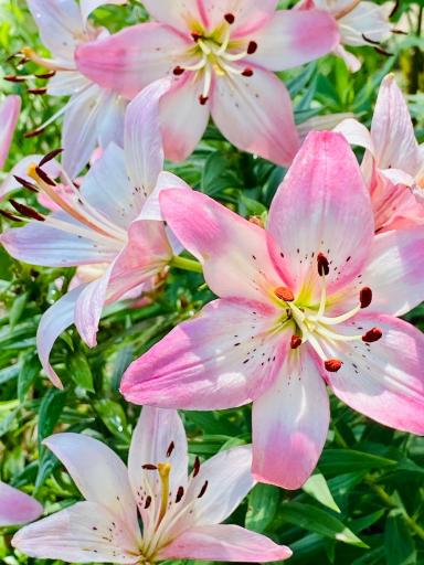 Delicate pink lilies provide a colorful accent within the home's established garden beds.