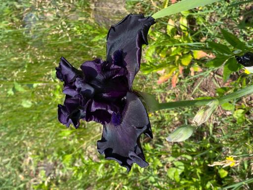 Dark purple iris blooms add rich color and character to the established perennial gardens.