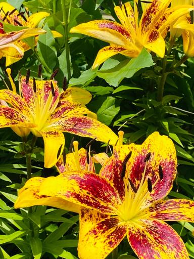 Vibrant daylilies highlight the diverse perennial landscaping found throughout the yard.